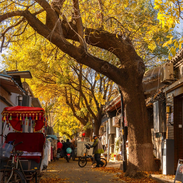 Hutong Caffeine Trail: Bean & Bicycle Odyssey🔥From $299.00